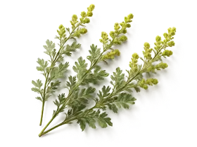 Кипарис