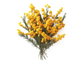 Цвіт мімози