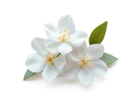 Жасмин самбак