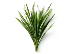Ветівер (олія)