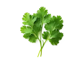 Коріандер