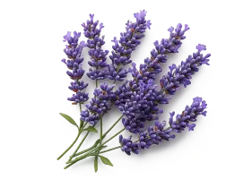 Лаванда