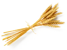 Пшениця