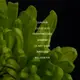Metamorph купить