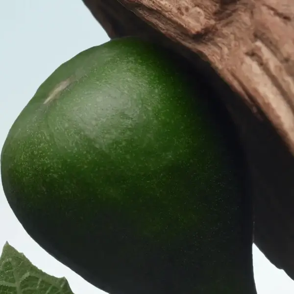 Santal Greenery 3