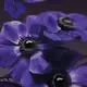 Ame de Fleur