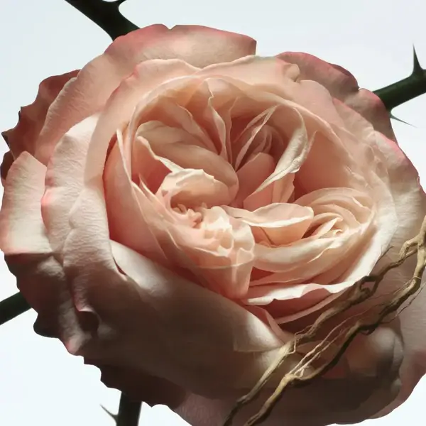 Rosa Carnivora 3