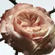 Rosa Carnivora