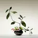 Thé Yulong купить